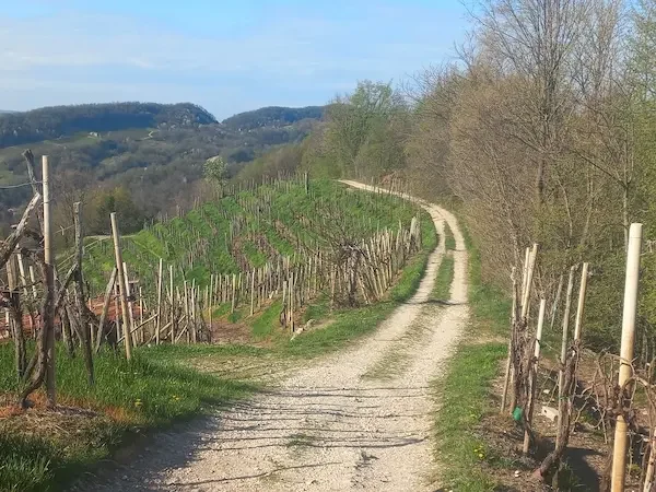 Prosecco_liten